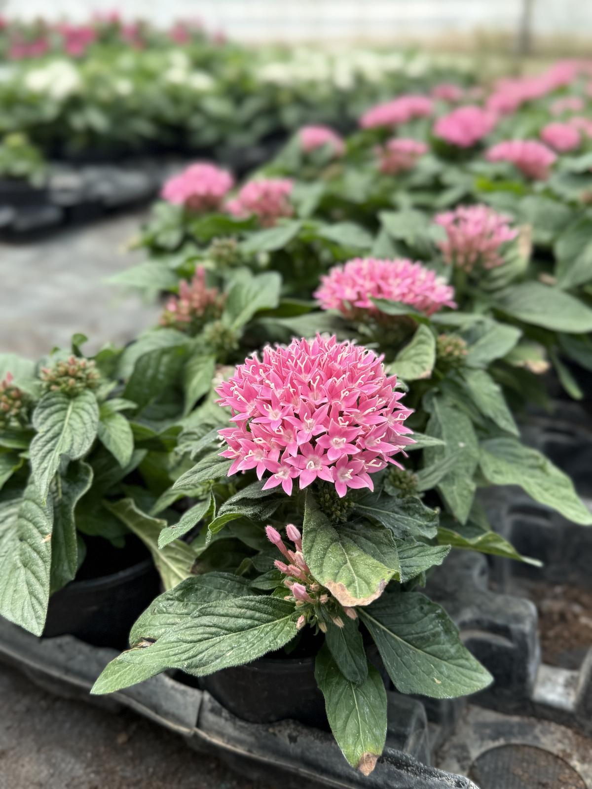Pentas
