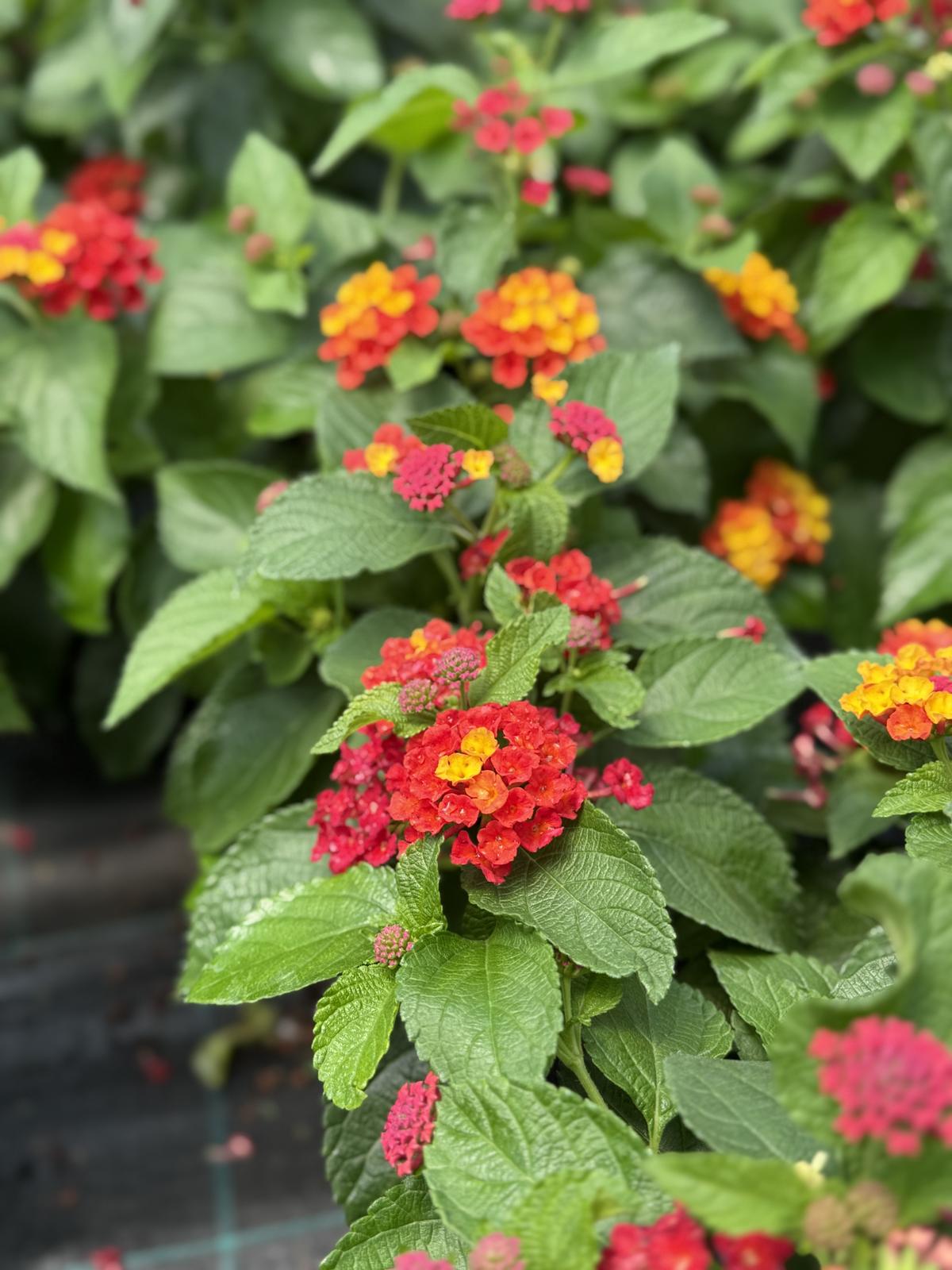 Lantana