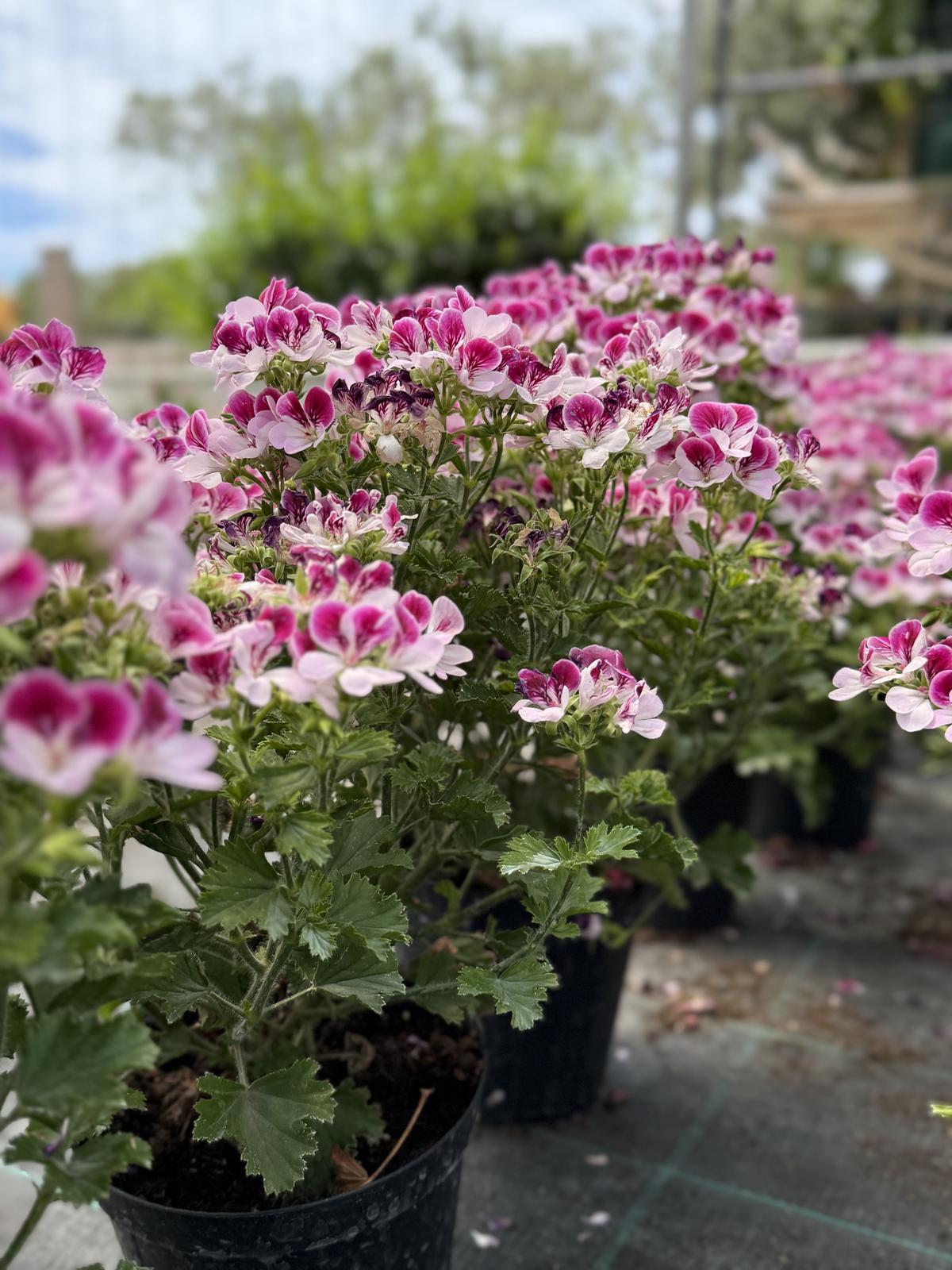 Pelargonija mišećarka roza