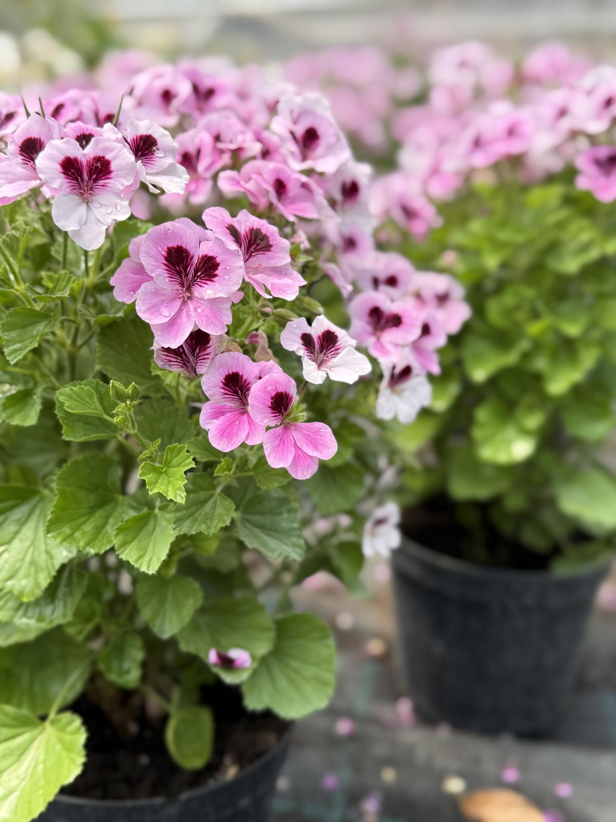 Pelargonija mišećarka