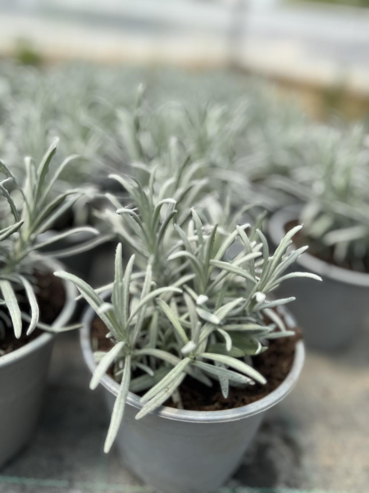 Lavanda