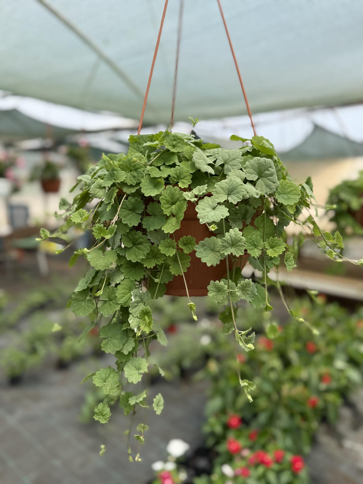 Pelargonija puzavica