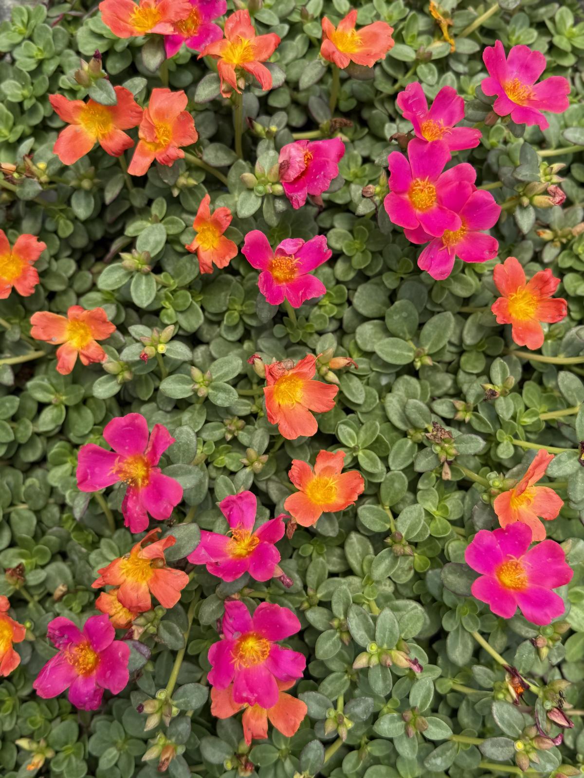 Portulaka