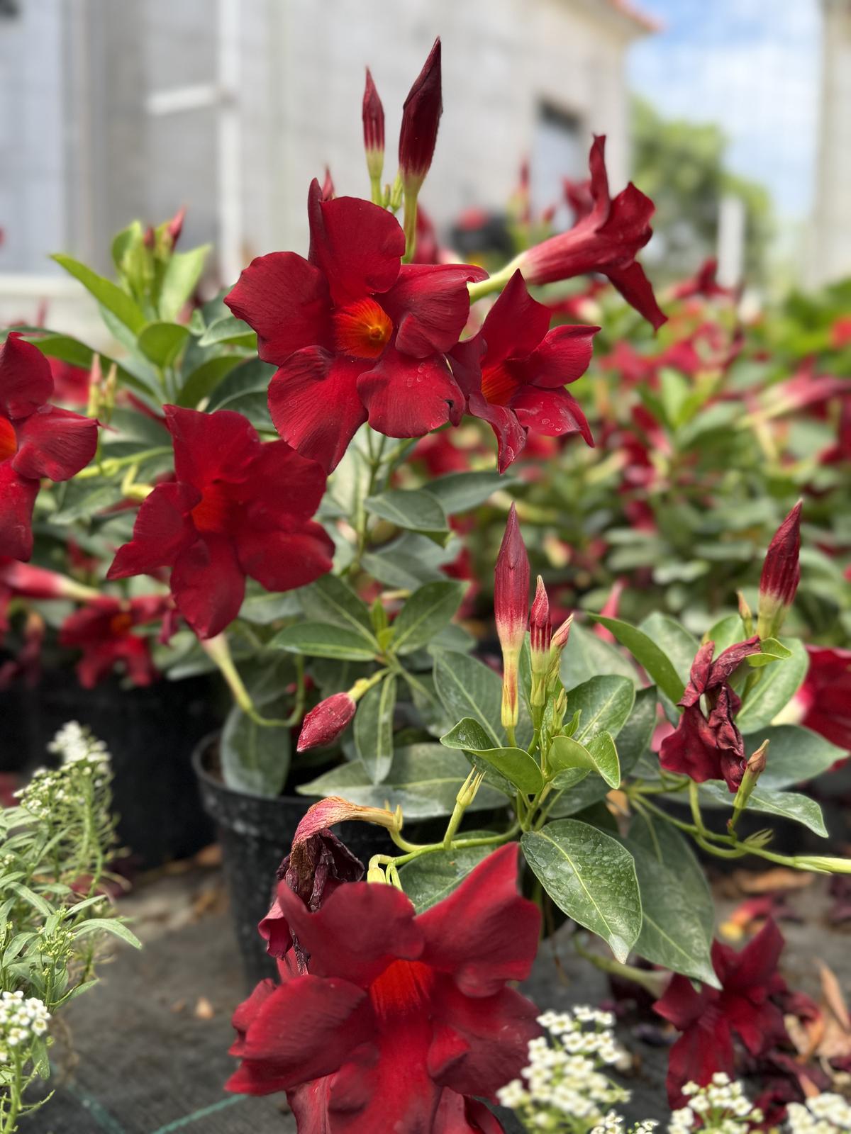 Mandevilla