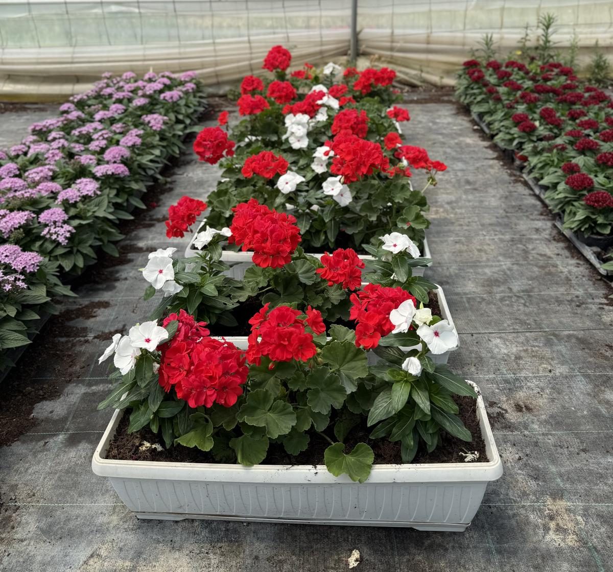 Pelargonija & Vinka