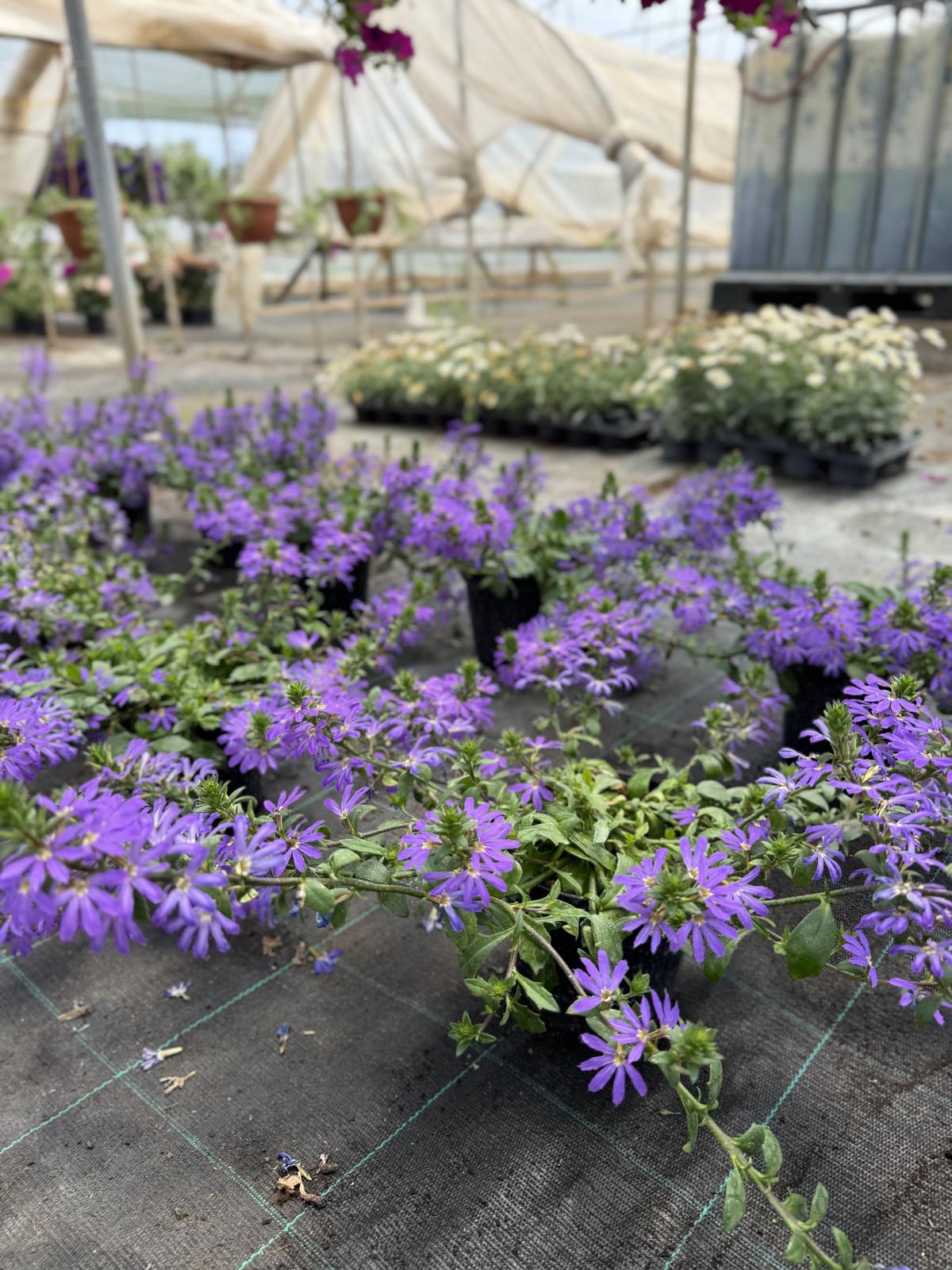 Scaevola