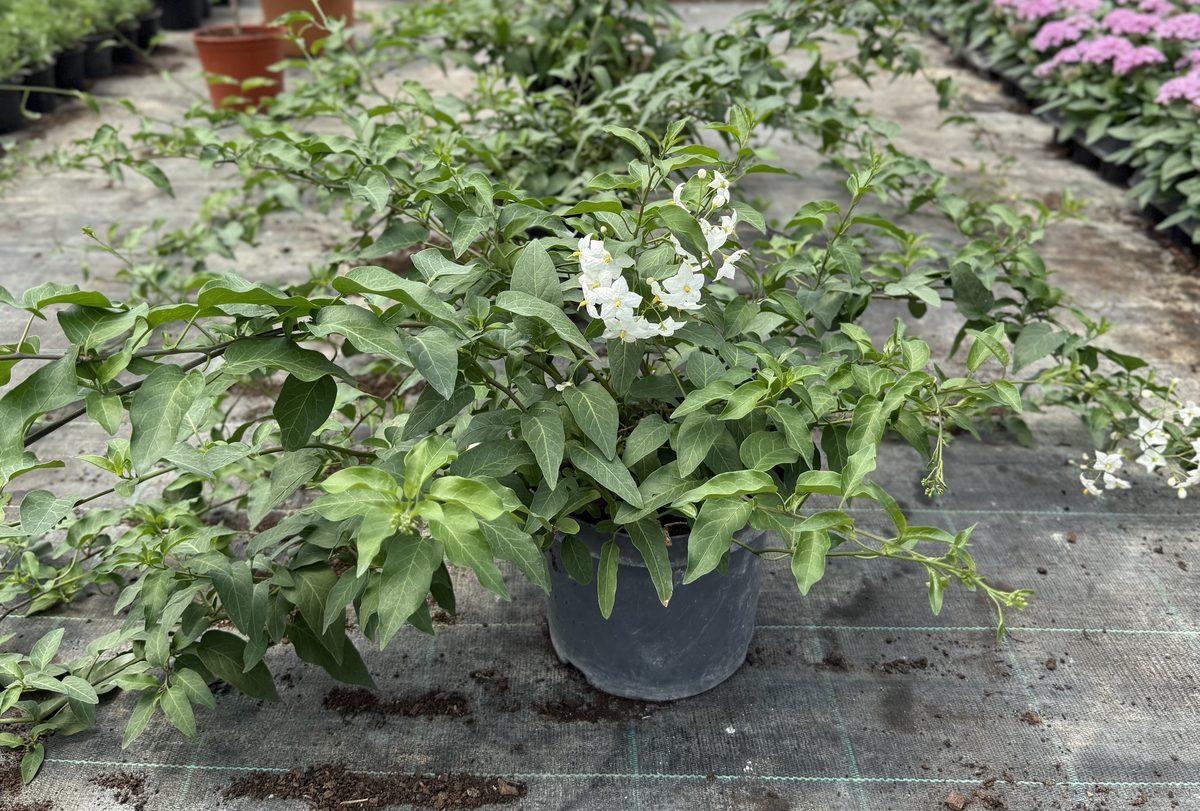 Jasmin