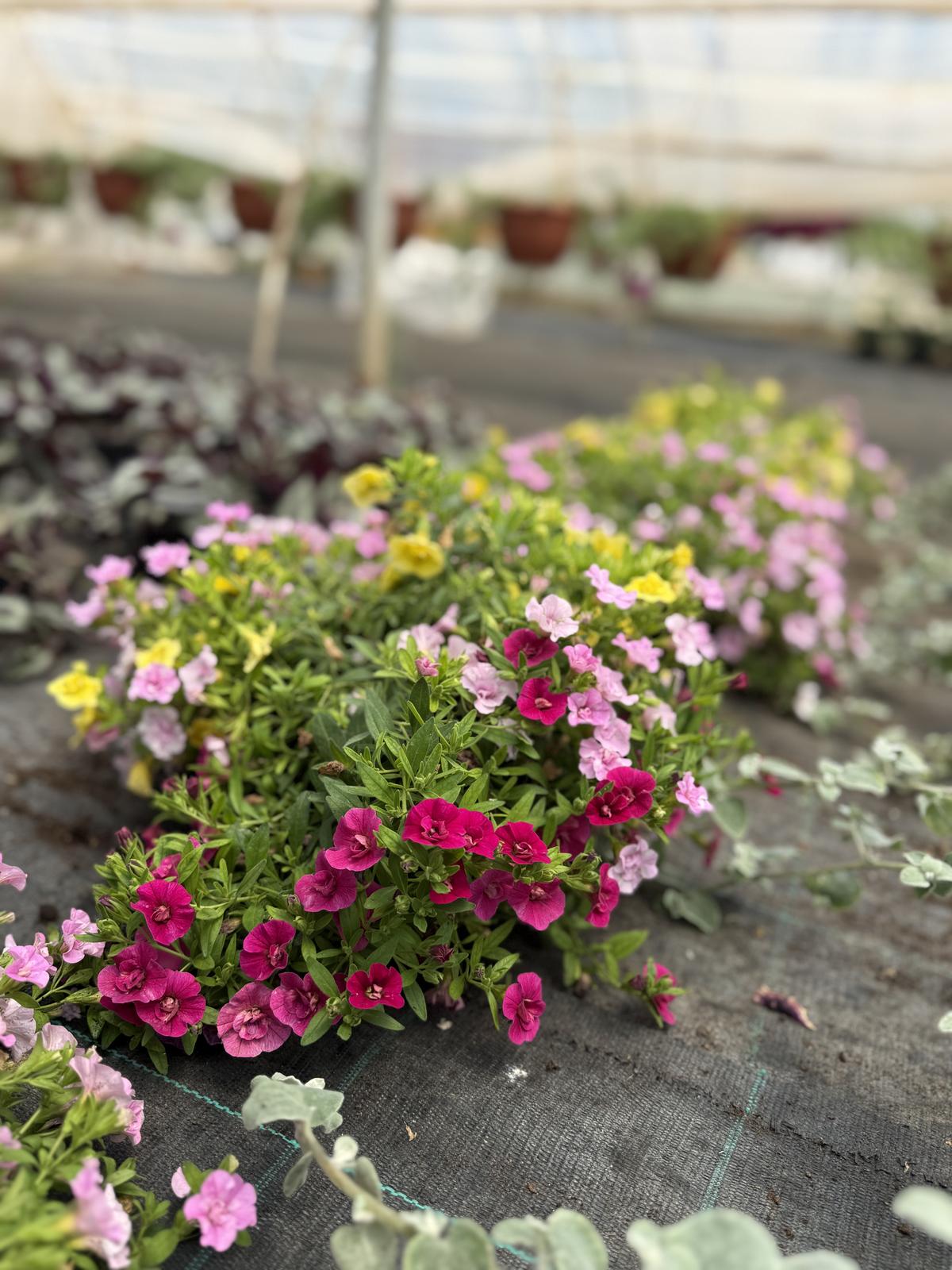 Calibrachoa