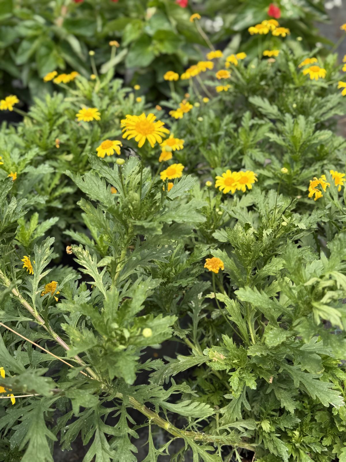 Argyranthemum