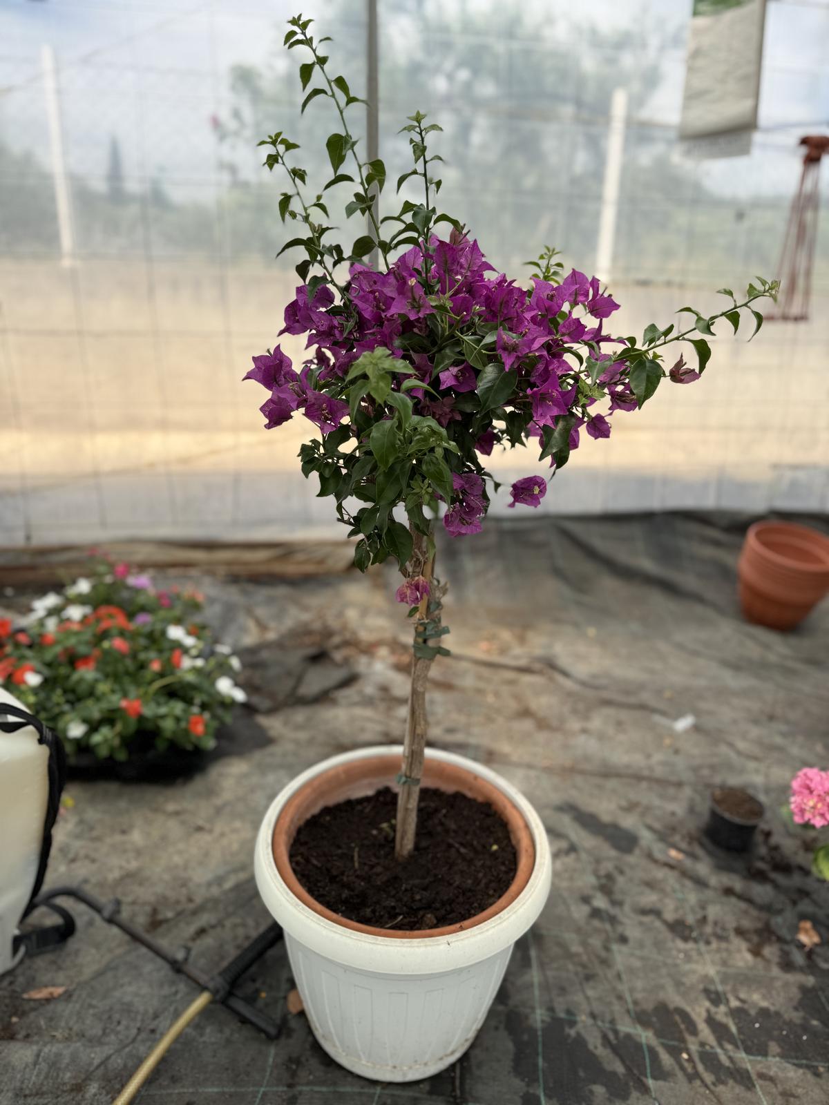 Bugenvila