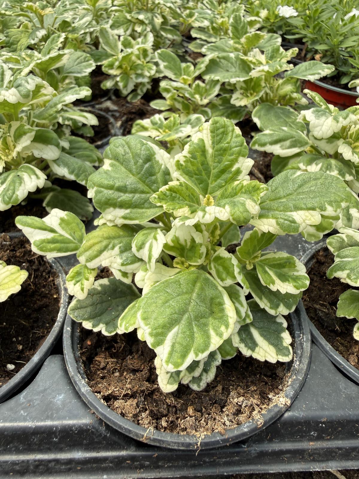 Tamjan (Plectranthus)